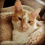 Lori Keene - @keenelori35 - Instagram