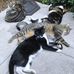 Lori Kozlowski Kellner - Facebook