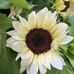 Lori Kenney - Facebook