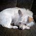 Loretta Ketterer - Facebook
