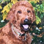 Lori Kitzmiller Basso - @lorikitzmillerbasso - Instagram