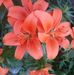 Lori Koenig - Facebook