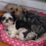 Lori Kraus - @lkraus3 - Instagram