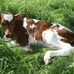 Lori Kunz Aakre - Facebook