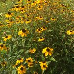 Lori Lahr - @lsquared55555 - Instagram