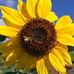 Lori Laing - Facebook