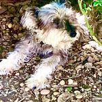 Lori Landes - @llgrrl - Instagram