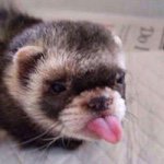 Lori Lankford - @evilsabi - Instagram