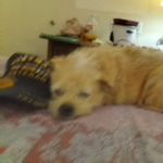 Lori Lankford - @lankford7450 - Instagram