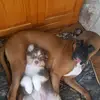 Lori Lankford - @dogois.and1kittin - TikTok