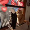 lorileekellydropi - @lorilee.kelly.dro - TikTok