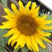 Lori Leeper - Facebook