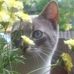 Lori Lewman - Facebook
