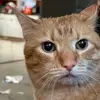 Lori Lewman - @lorilewman - TikTok