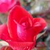 Lori Ley - Facebook