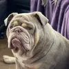 lorilibertybellbulldogs - @lorilibertybellbulldogs - TikTok