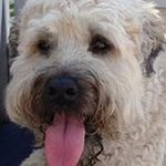 Lori Lichte - @lorilichte - Instagram