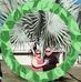 Lori Lichtenberg - Facebook