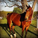 Lori Liles - @haloacres - Instagram