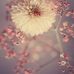 Lori Lindemann - Facebook