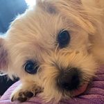 Lori Llamas Wright - @lori.l.wright.79 - Instagram