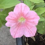 Lori Stone Luce - @ldsl67 - Instagram