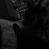 zluckylori - @zluckylori - TikTok
