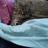 FatCat-Mamma - @lorimachado73 - TikTok