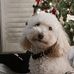 Lori MacNeil - Facebook