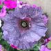 Lori Madsen - Facebook