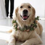 Lori Mansell - @loveyourdogweddings - Instagram