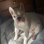 Lori 🍼 - @lori.manuel__frenchie - Instagram