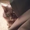 lorimaxey726 - @lorimaxey726 - TikTok