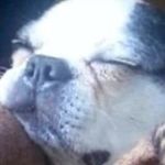 Lori Maxwell - @2002rufus - Instagram