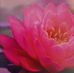 Lorraine McCaffrey - Facebook