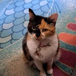 Lori Mcd - @mcdadelori - Instagram