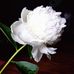 Lori McLaren - Facebook