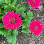 Lori McSwain - @lori.mcswain80072 - Instagram