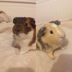 Lori Meade - @walli_dutch - Instagram