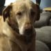 Lori Menard - Facebook