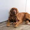 lorimerkel130 - @lorimerkel130 - TikTok