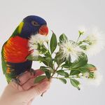 Mingo - @mingo.the.lorikeet - Instagram