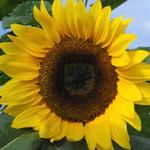 Lori Minor - @springersmom - Instagram