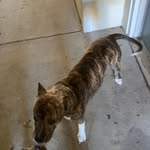 Tyson 1017 - @lori.moneymaker.harvey - Instagram