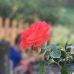 Lori Moore - @percygables - Instagram
