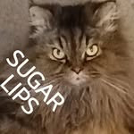 Lori Morrison - @lorimorrison1027 - Instagram