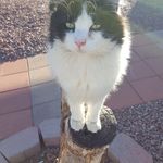 Lori Morrison - @lori.morrison.9085 - Instagram