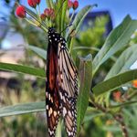 Lori Ward Munger - @lgruber72 - Instagram