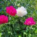 Lori Ness Wolfe - Facebook