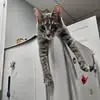 Lori Nester - @lori.nester - TikTok
